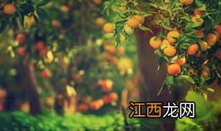 夏天桔子怎么浇水，夏天桔子怎么浇水呢