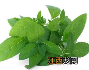 薄荷怎么喝茶最好