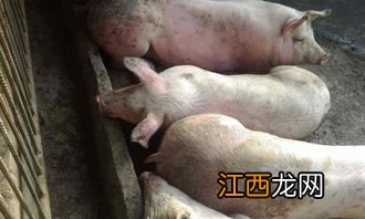 猪38度不吃食打什么针，猪发烧一般是什么引起的