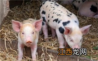 猪38度不吃食打什么针,猪发烧一般是什么引起的