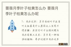 蔷薇月季叶子枯黄怎么办 蔷薇月季叶子枯黄怎么办呢