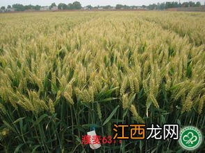 濮麦117品种介绍