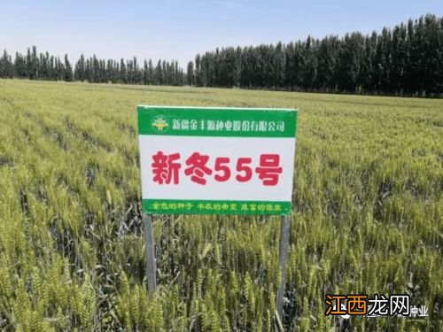 濮麦117品种介绍