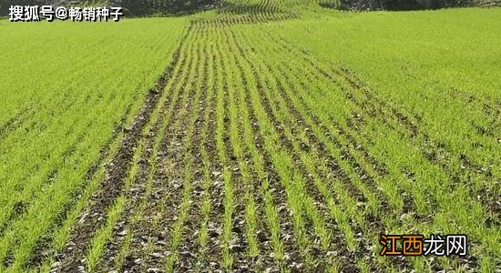 濮麦117品种介绍