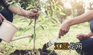 夏天树怎么浇水 夏天新移栽的树怎么浇水三个原则