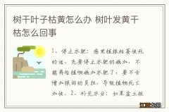 树干叶子枯黄怎么办 树叶发黄干枯怎么回事