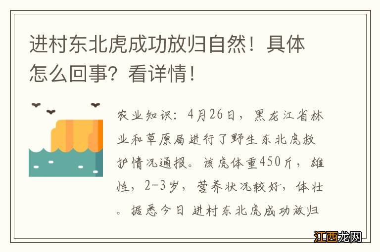 进村东北虎成功放归自然！具体怎么回事？看详情！