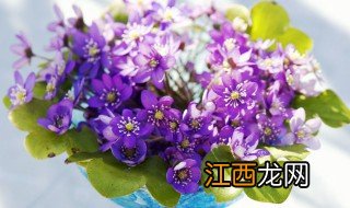 家里花瓶风水禁忌 家里花瓶风水禁忌大全