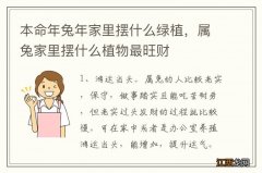 本命年兔年家里摆什么绿植，属兔家里摆什么植物最旺财