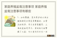 家庭养殖盆栽注意事项 家庭养殖盆栽注意事项有哪些