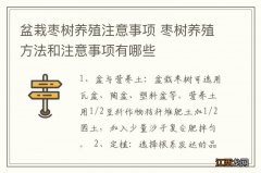 盆栽枣树养殖注意事项 枣树养殖方法和注意事项有哪些