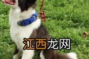 狗舔人会传染狂犬病吗 狗舔过的东西有病毒吗