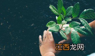 次卧门口摆放什么花招财 卧室摆放什么花招财