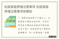 松鼠家庭养殖注意事项 松鼠家庭养殖注意事项有哪些