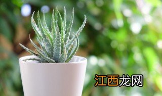 本命年家里养什么花好 本命年家里摆什么植物好