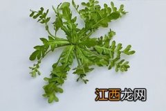 黄荠菜怎么吃法大全