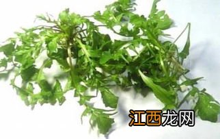 黄荠菜怎么吃法大全