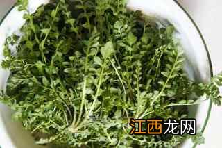 黄荠菜怎么吃法大全