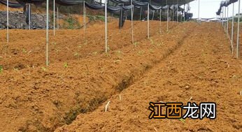 黄精种子怎么育苗视频