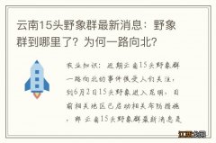 云南15头野象群最新消息：野象群到哪里了？为何一路向北？