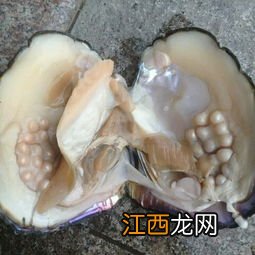 黄金蚌怎么养