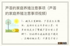 芦荟的家庭养殖注意事项视频 芦荟的家庭养殖注意事项