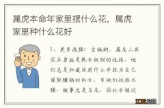 属虎本命年家里摆什么花，属虎家里种什么花好