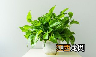 属虎本命年家里摆什么花，属虎家里种什么花好