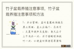 竹子盆栽养殖注意事项，竹子盆栽养殖注意事项和方法