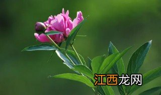 芍药花开歌曲下载 芍药花儿开歌词