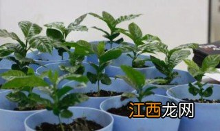 盆栽咖啡怎样种植与管理 咖啡盆栽养殖注意事项