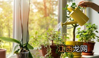 本命年家里放什么植物好，本命年房间摆什么植物