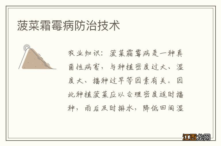 菠菜霜霉病防治技术