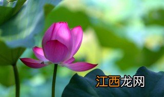 现在家里摆放什么花招财 现在家里摆放什么花招财最好