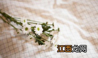 盆栽雏菊养殖注意事项 雏菊养殖及注意事项