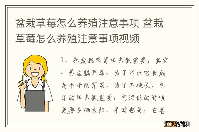 盆栽草莓怎么养殖注意事项 盆栽草莓怎么养殖注意事项视频