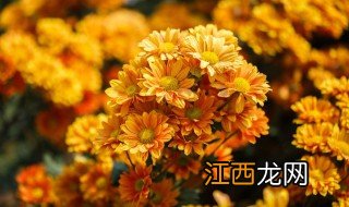 盆栽菊花养殖方法 盆栽菊花养殖注意事项