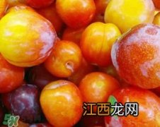 腌李子能存放多久