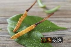 新鲜虫草要炖多久