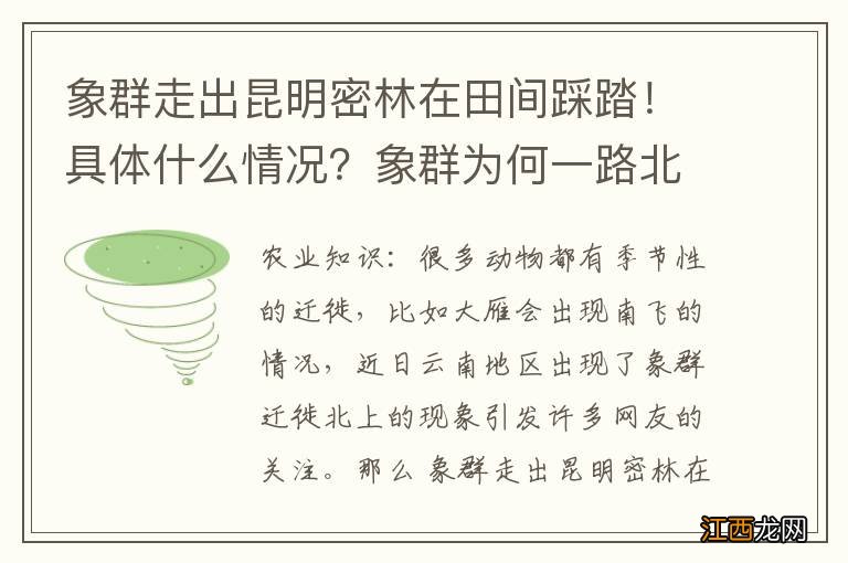 象群走出昆明密林在田间踩踏！具体什么情况？象群为何一路北上？