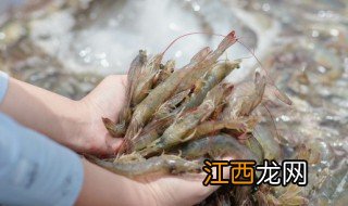 家庭养殖白对虾注意事项有哪些 家庭养殖白对虾注意事项