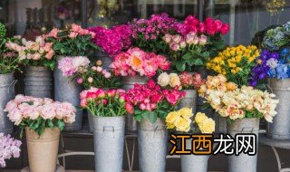 店铺橱窗摆放什么花招财 店铺橱窗摆放什么花招财辟邪