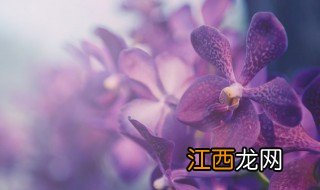 女子卧室摆放什么花招财 女子卧室摆放什么花招财聚财
