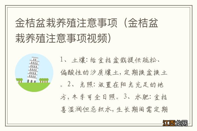 金桔盆栽养殖注意事项视频 金桔盆栽养殖注意事项