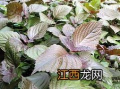 紫苏叶调料做什么菜放