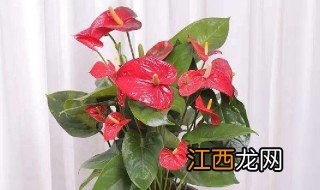 沙发前面摆放什么花招财 沙发前面摆放什么花招财好