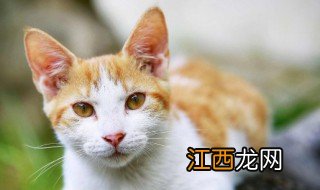 梦到猫宝宝意味着什么，做梦梦见猫宝宝