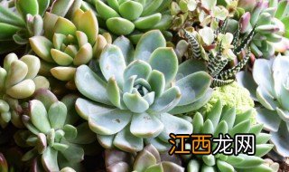 多肉植物家庭养殖注意事项 多肉植物家庭养殖注意事项有哪些