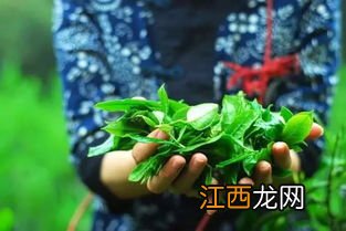 茶叶倒多了怎么办