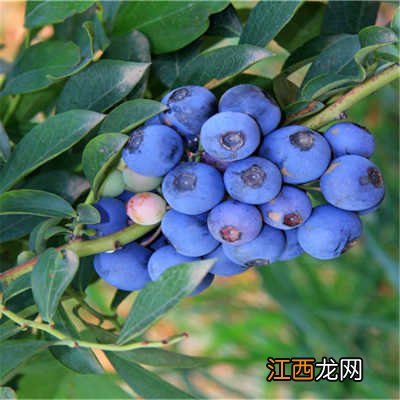 蓝莓需要多久成熟